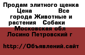 Продам элитного щенка › Цена ­ 30 000 - Все города Животные и растения » Собаки   . Московская обл.,Лосино-Петровский г.